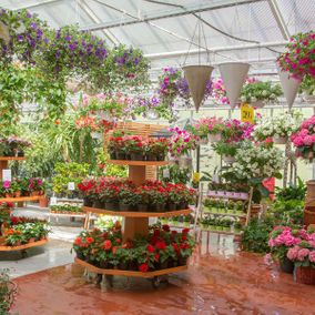 Kukkatarha Koskisen myymälässä on laaja valikoima värikkäitä kukkia